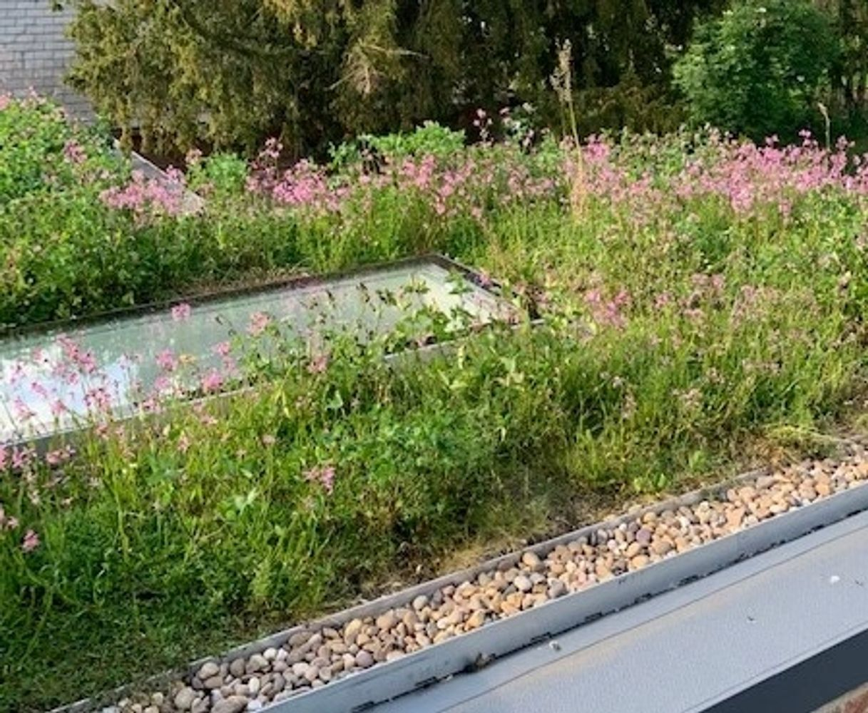 Green Roofs